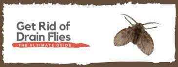 Shower drains can accumulate their fair share of organic matter. 1 Drain Fly Official Guide Find Identify Get Rid Of Them