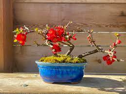 Similar to an apple, the seeds are toxic and should not be consumed. Flowering Japanese Quince Sure Are A Welcome Sight To An Otherwise Sleepy Garden Root Cuttings From 2017 Bonsai
