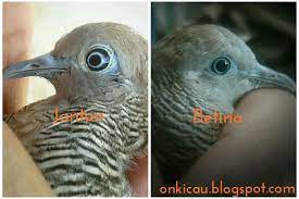 We did not find results for: Ciri Ciri Perbedaan Perkutut Jantan Dan Betina Yang Akurat On Kicau