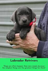 The reason is there are many lab puppies for sale colorado results we have discovered especially updated the new coupons and this process will take a while to present the best result for your searching. One Reason A Dog Can Be Such A Comfort When You Re Feeling Blue Is That He Doesn T Try To Find Out Why L Labrador Retriever Labrador Silver Labrador Puppies