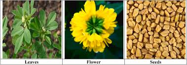 Image result for Trigonella