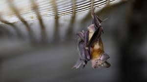 When homes are built, there are ample gaps for bats to gain entry. Why Don T Bats Get Sick Even Though They Carry Many Viruses Goats And Soda Npr