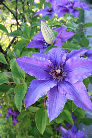 Clematis forum→filigree flora clematis evipo029 suggested spot. Clematis 1080p 2k 4k 5k Hd Wallpapers Free Download Wallpaper Flare