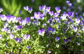 We did not find results for: Your Guide To Pansies The Ultimate Wintertime Flower The Plant Dimension