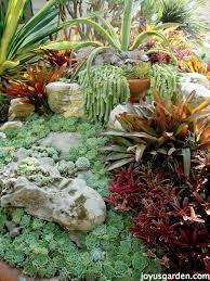 You can spray it with a mixture of 1/5 rubbing alcohol to 4/5 water if hosing off isn't doing the. Sedum Morganianum Burro S Tail Care And Propagation