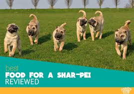 7 Best Dog Food For Shar Pei Our Reviews And Ratings