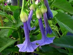 Image result for Iochroma