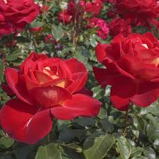 Pomifera simile alla rosa mollis per le bacche lisce, questa pianta è vigorosa, forte e sana. Rosa Gypsy Kiboh Rosai A Fiori Raggruppati Meilland