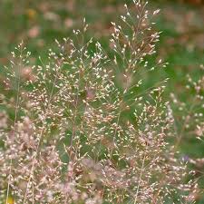 Image result for Deschampsia