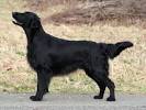 Flat-Coated Retriever Dog Breed Profile | Petfinder