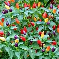 Hasil diatas adalah hasil pencarian dari anda sepasang kurung biru mp3 dan menurut kami yang paling cocok adalah sepasang kurung. Sepasang Kurung Biru Sepasangk Twitter