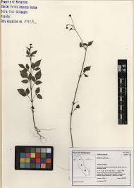 Image result for Bidens pilosa