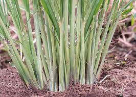 Lemon Grass (Cymbopogon citratus) organically grown flower seeds. Floral  Encounters.