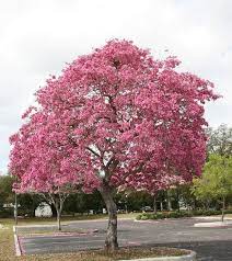 Pink Tabebuia Trumpet Flower Tree Pink Lapacho Flowering Trees Pink Flowering Trees Deciduous Trees