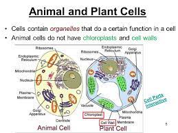 Chloroplasts were isolated and purified from fresh spinach leaves and introduced into human fibroblasts. 11 Structure And Function In Animals And Plants S8 B1 1 1 2 4 Unit 2 Lesson Ppt Download