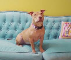 Adopt a dog your new best friend is waiting for you! Atlanta Ga Honey Gorgeous Red F American Staffordshire Terrier Amstaff Puppy For Adoption Supplies Included