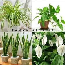 Pinang direkayasa secara biologis untuk menjaga kadar karbon dioksida dan oksigen. Jual Produk Tanaman Hias Pembersih Udara Termurah Dan Terlengkap Juli 2021 Bukalapak