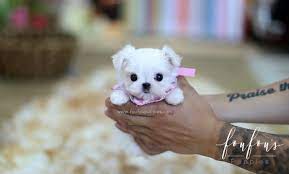 Miniature cane corso puppies for sale in. How Much Are Teacup Maltese Susanne Saben Infosuba Org