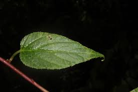 Image result for Prismatocarpus cordifolius