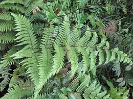 Image result for Ctenitis cirrhosa