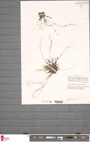 Image result for Bulbophyllum intertextum