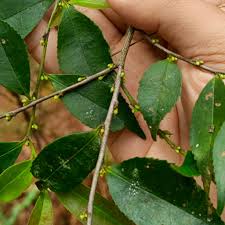 Image result for Pentaphylacaceae