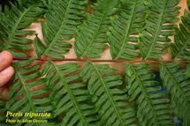Image result for Pteris tripartita