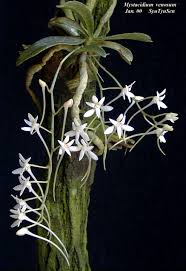 Image result for Mystacidium venosum