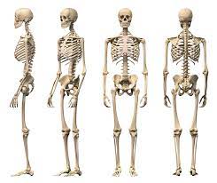 The Major Components Of The Skeletal System
