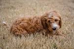 The Dish on Doodle Dogs: Setting the Record Straight on ...