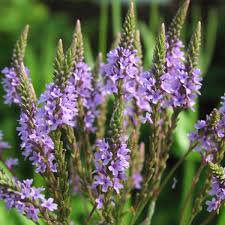 اقوى افلام اكشن 2020 مترجم (رجل يجد نفسه تائه وسط البحر هل ينجو) فيلم الغموض بحار يجد نفسه وحيدآ وسط البحر ولا يعرف اتجاهه ما لديه فقط هو مركب شراعي يتم. Ø±Ø¹ÙŠ Ø§Ù„Ø­Ù…Ø§Ù… Ø§Ù„Ø¨Ø±ÙŠØ© Ø¹Ø´Ø¨Ø© Ø±Ø¬Ù„ Ø§Ù„Ø­Ù…Ø§Ù…