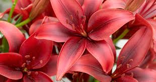 Begonia poisoning in cats starts with. Aspca