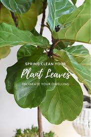 Keeping houseplants clean can result from dusting them or rubbing the leaves with cheesecloth or a damp paper towel, if needed. How To Clean Your Houseplants Delineate Your Dwelling