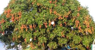 Pin On Fruit Trees