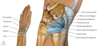 The tfcc stabilizes and cushions the wrist, particularly when a person rotates their hand or grasps something with it. 7 Tfcc Information Ideas Hand Therapy Wrist Injury Physical Therapy