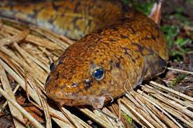 Quappen Schnappen Angeln Fischfang Fische