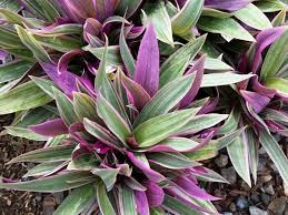 It is native to belize, guatemala, and southern mexico (chiapas, tabasco, and the yucatán peninsula) but widely cultivated as an ornamental and naturalized in parts of florida, texas. Pin By Avis Andrulli On Gardens Plants Unusual Plants Garden Vines
