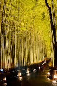 Jeffrey Friedl S Blog Kyoto Arashiyama Bamboo Forest Lightup Part Three Landscape Lighting Landscape Lighting Kits Landscape Design