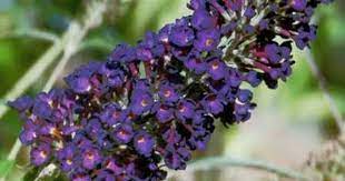 Hummingbird Remedies Flower Essences B Flower Essences Landscape Plans Flower Remedy
