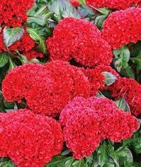 Pin On Celosia Cockscomb