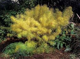 Maybe you would like to learn more about one of these? Plant Focus Amsonia Blue Star Michigan Gardener