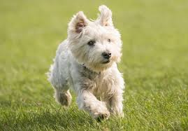 Colors various shades of grays and fawn and tinged whites, varying to. West Highland White Terrier Traits Facts Britannica