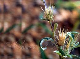 Image result for Dicoma anomala