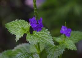 Image result for Stachytarpheta urticifolia