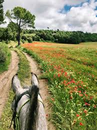 pinterest: @rileykleiin instagram: @rileyklein704 | Horse photography, Beautiful horses, Horse life
