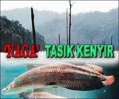 Ikan cupang yang masih berukuran sedang, tentu porsi makannya lebih sedikit. Lagenda Tasik Kenyir Hulu Terengganu Ikan Naga Tidak Ramai Mengenalinya Namun Ia Menjadi Bualan Sejak Kematian Pekerja Projek Taman Burung Dan Anggota Bomba Baru Baru Ini Apa Yang Digelar Ikan Naga Di