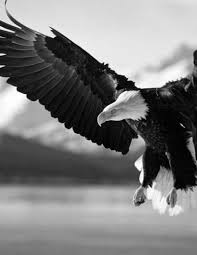 Black And White Eagle Painting In Flight Eagle Animals Birds Photography Black And White Nature Flying Beauty Blackandwhiteanimalph Animals Black And White Bird Photography Animals