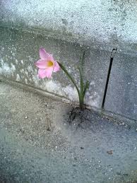 Growing From The Ground Bloom Where Youre Planted Beautiful Flowers Pretty Flowers