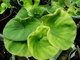 Image result for Nervilia adolphi