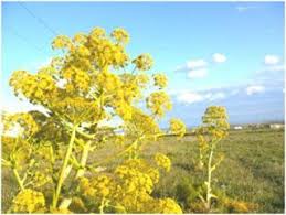 Les Fruits Bios Du Sud Les Bienfaits De La Ferule Fruit Bio Plante Medicinale Plante Herbacee
